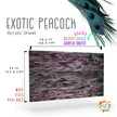 Exotic Peacock Acrylic Sheet